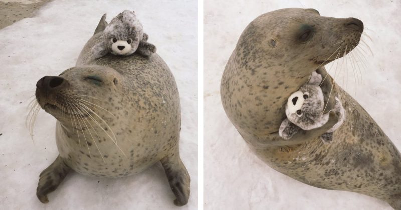 Adorable Seal