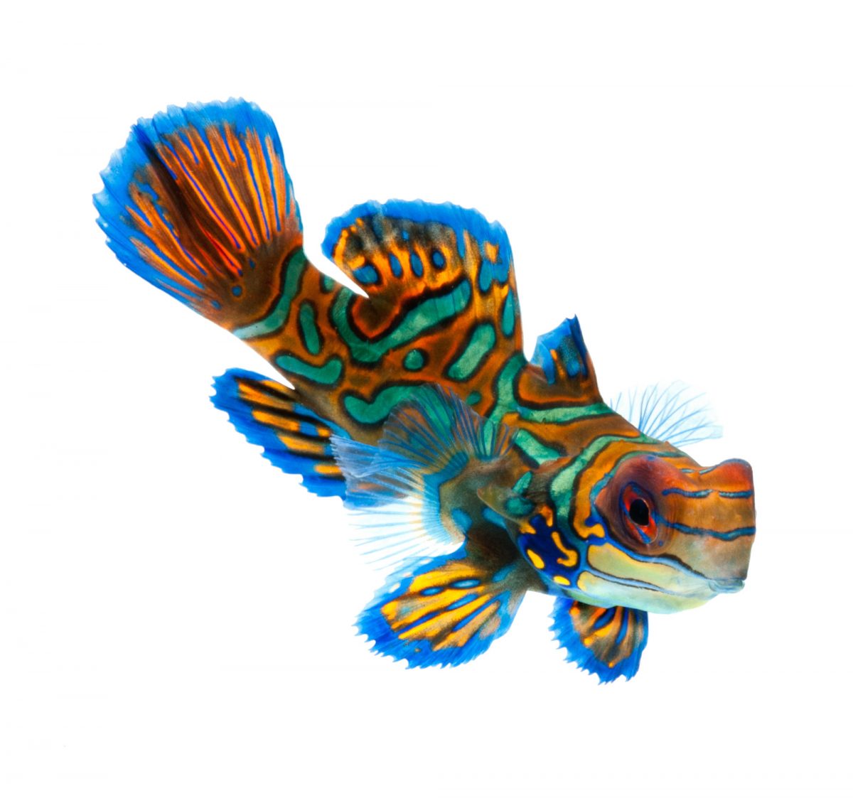 A Guide to Caring for the Mandarin Dragonet